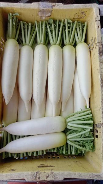Fresh daikon radish (lobak) sorted in a crate