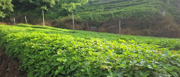 Mint (daun pudina) growing in rows on the hillside
